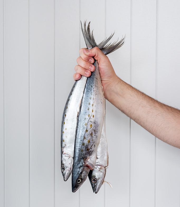 Hand holding three fish in front of a white wall